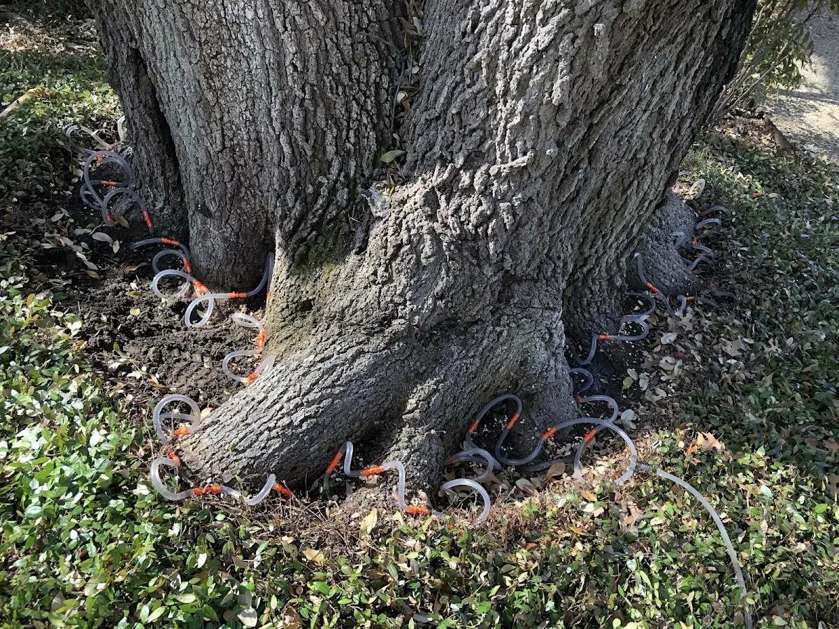Detailed Tree Cabling and Bracing job site in Glasston