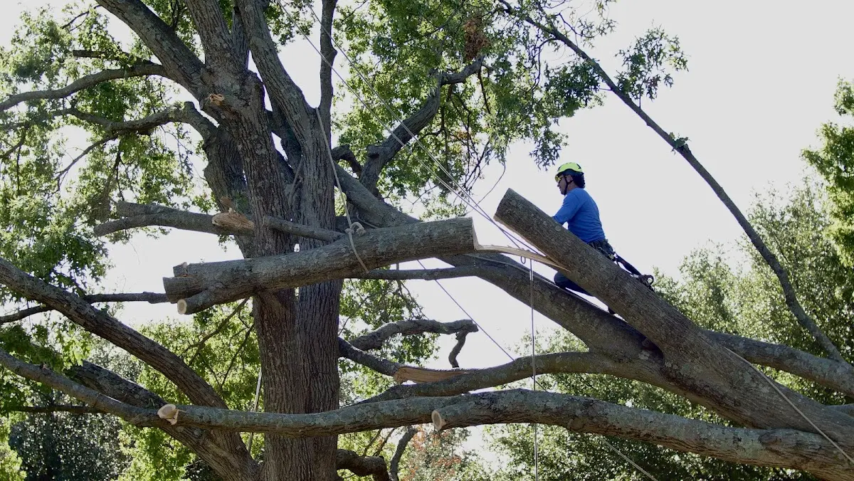 Professional Crown Thinning performed by certified arborists in Glasston
