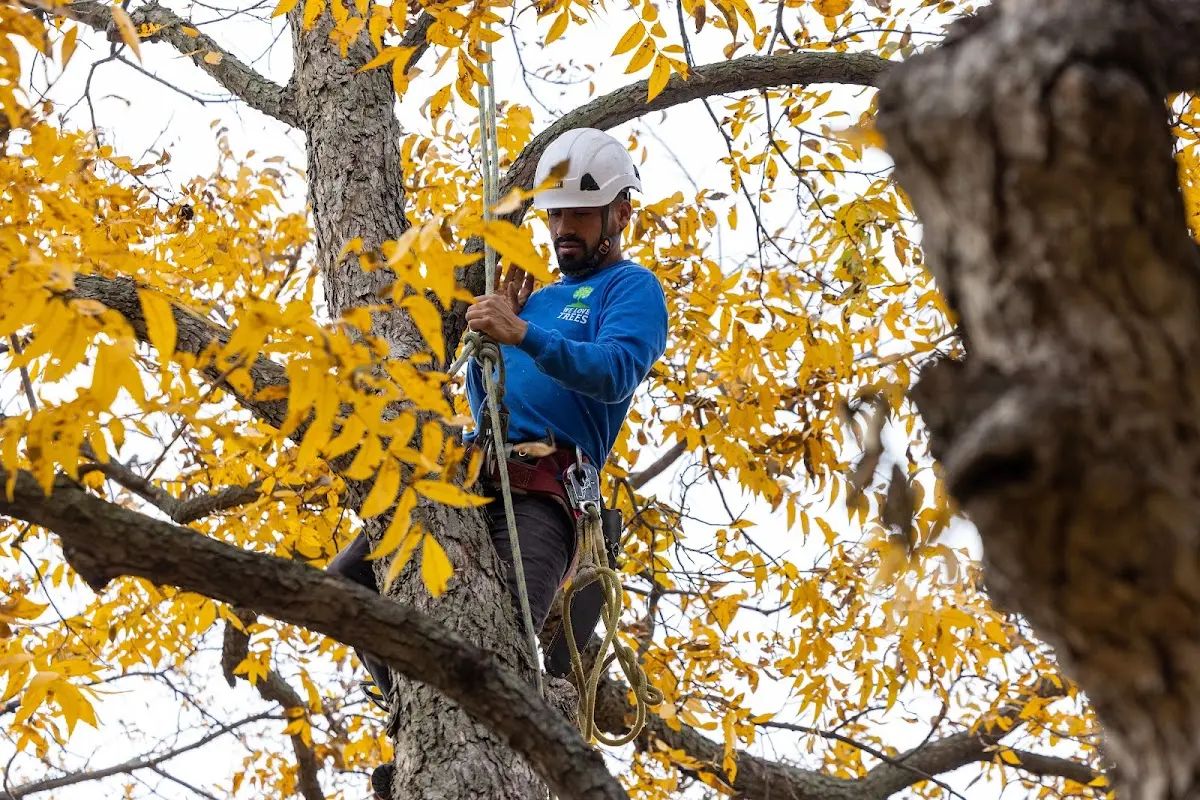 Skilled Tree Trimming crew working in Glasston